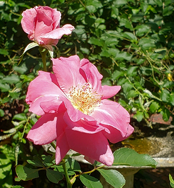 Tropical Flowering Tree
