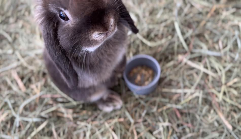 Fresh Buns