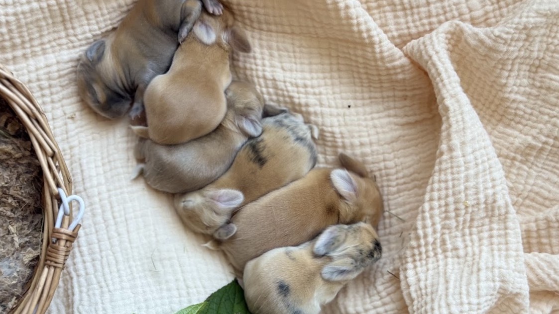 Buns in the Oven