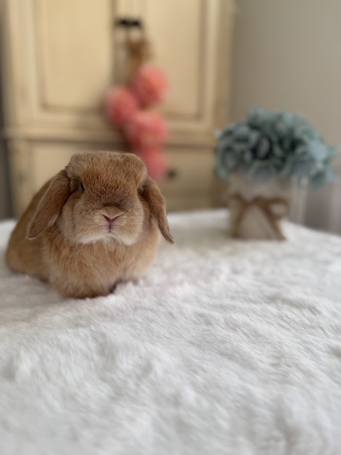 Bunny