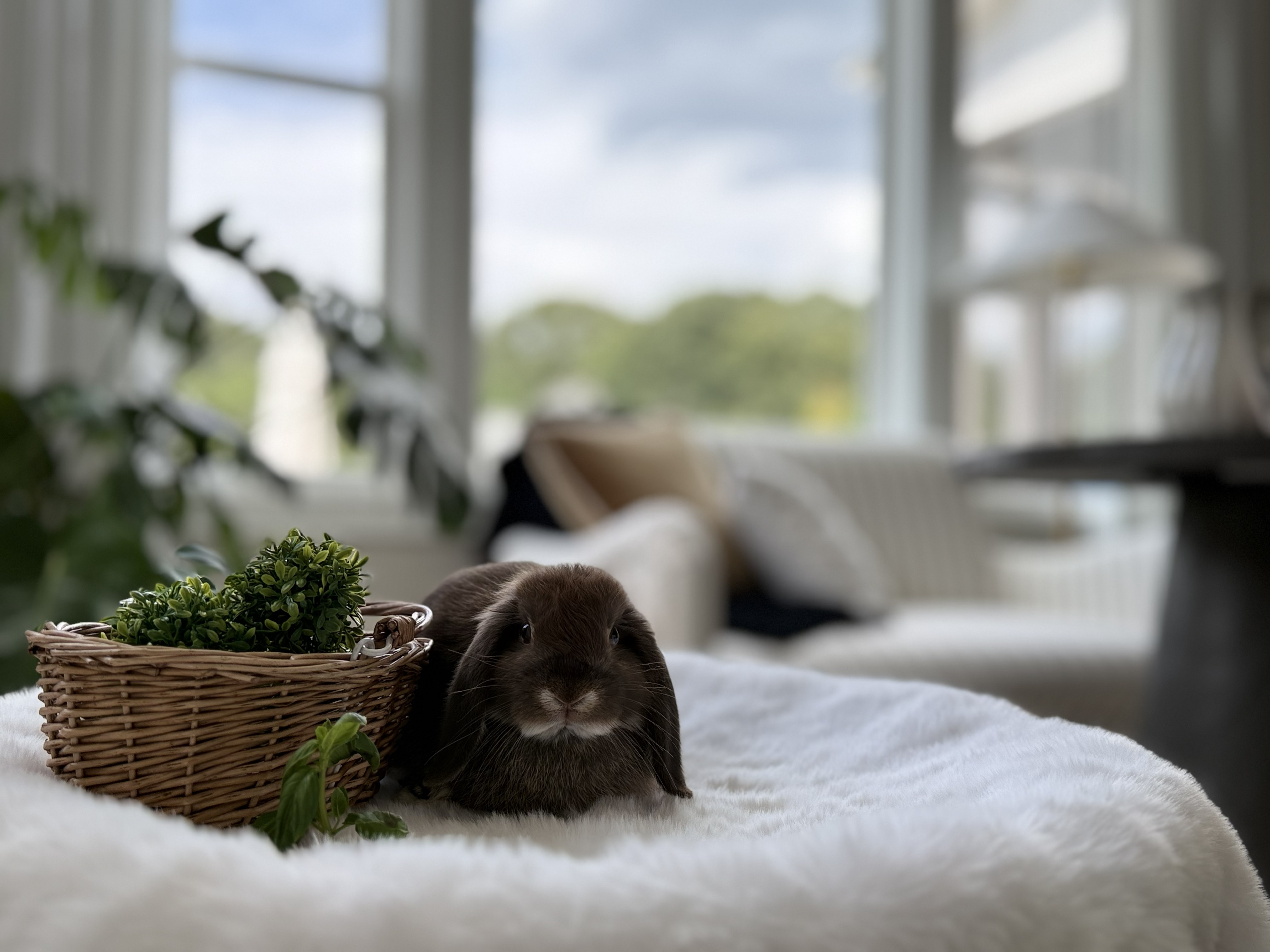 Trial Run a Bun