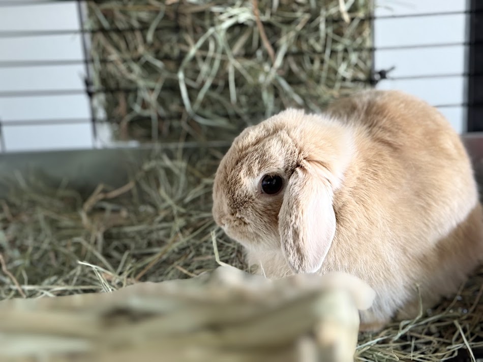 Life with a Lop
