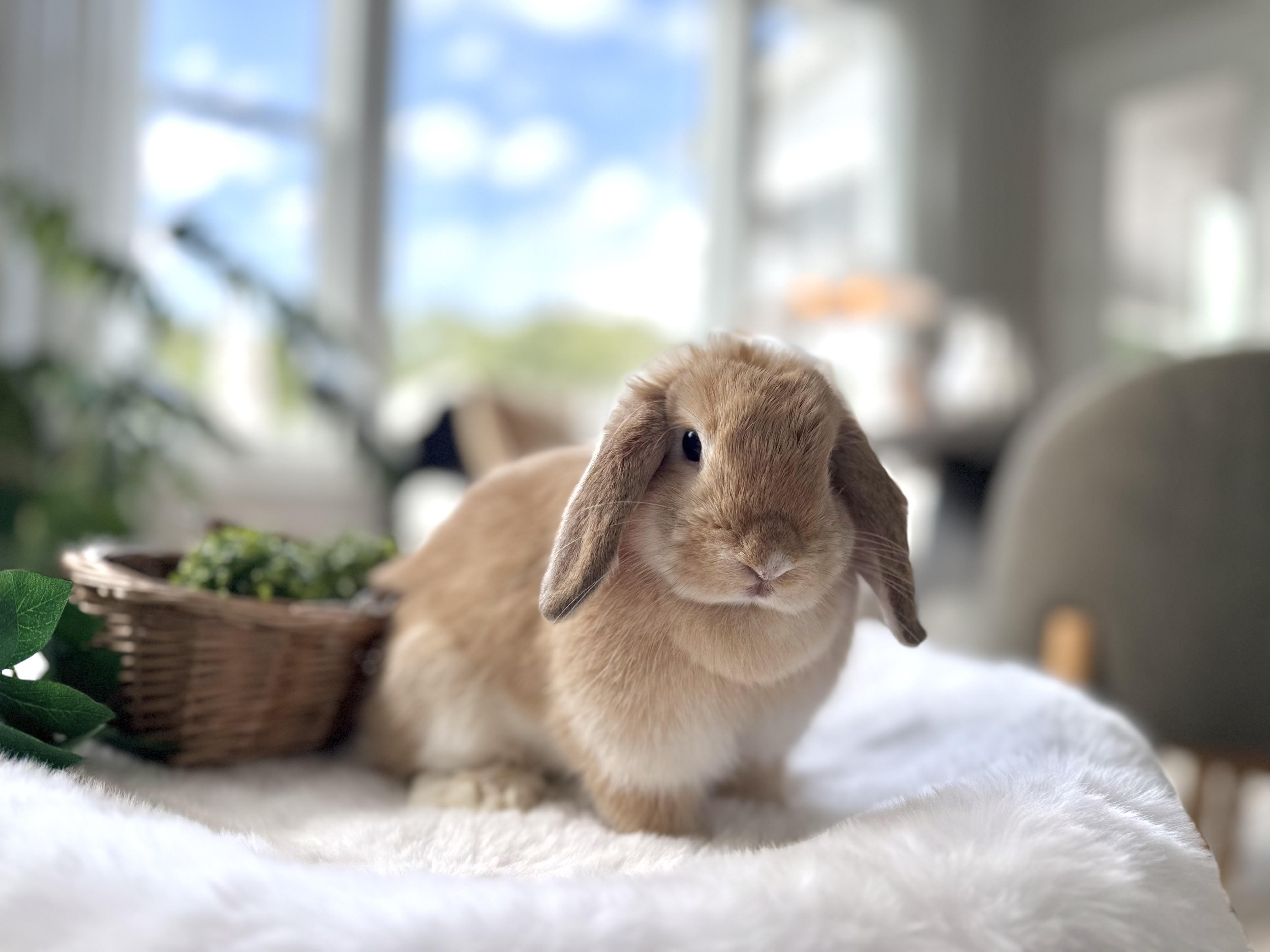 Georgie (Dam)