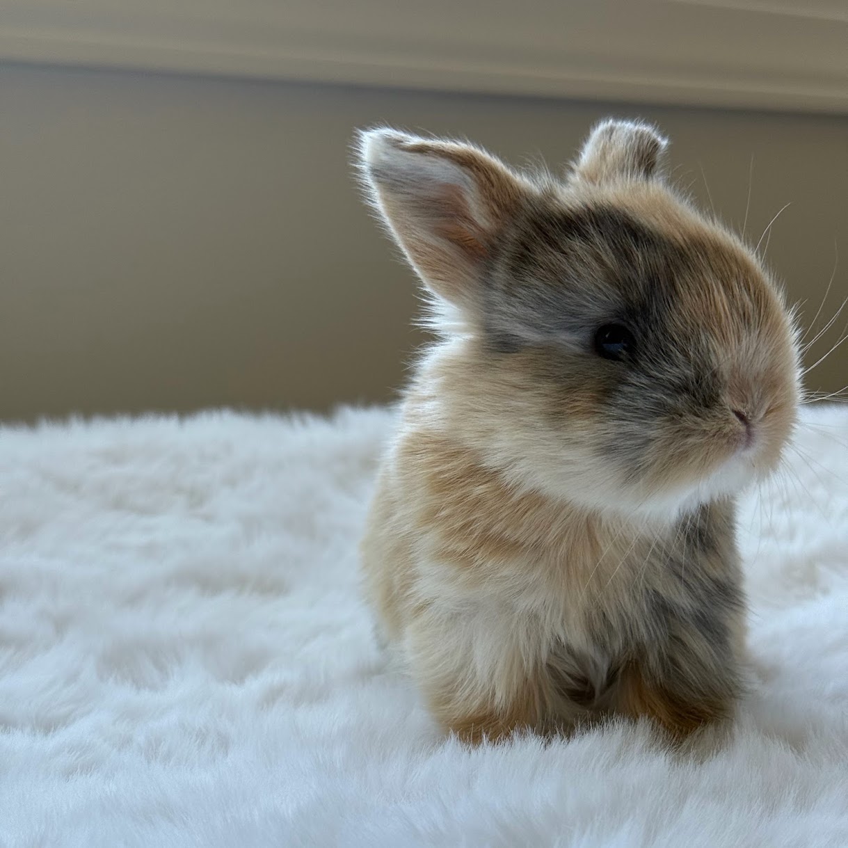 A fluffy Holland Lop bunny resting on a white faux-fur surface