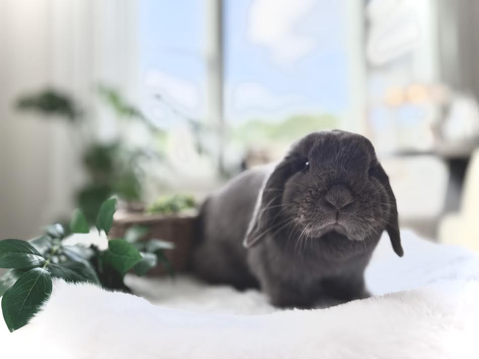 Reserve & Adopt