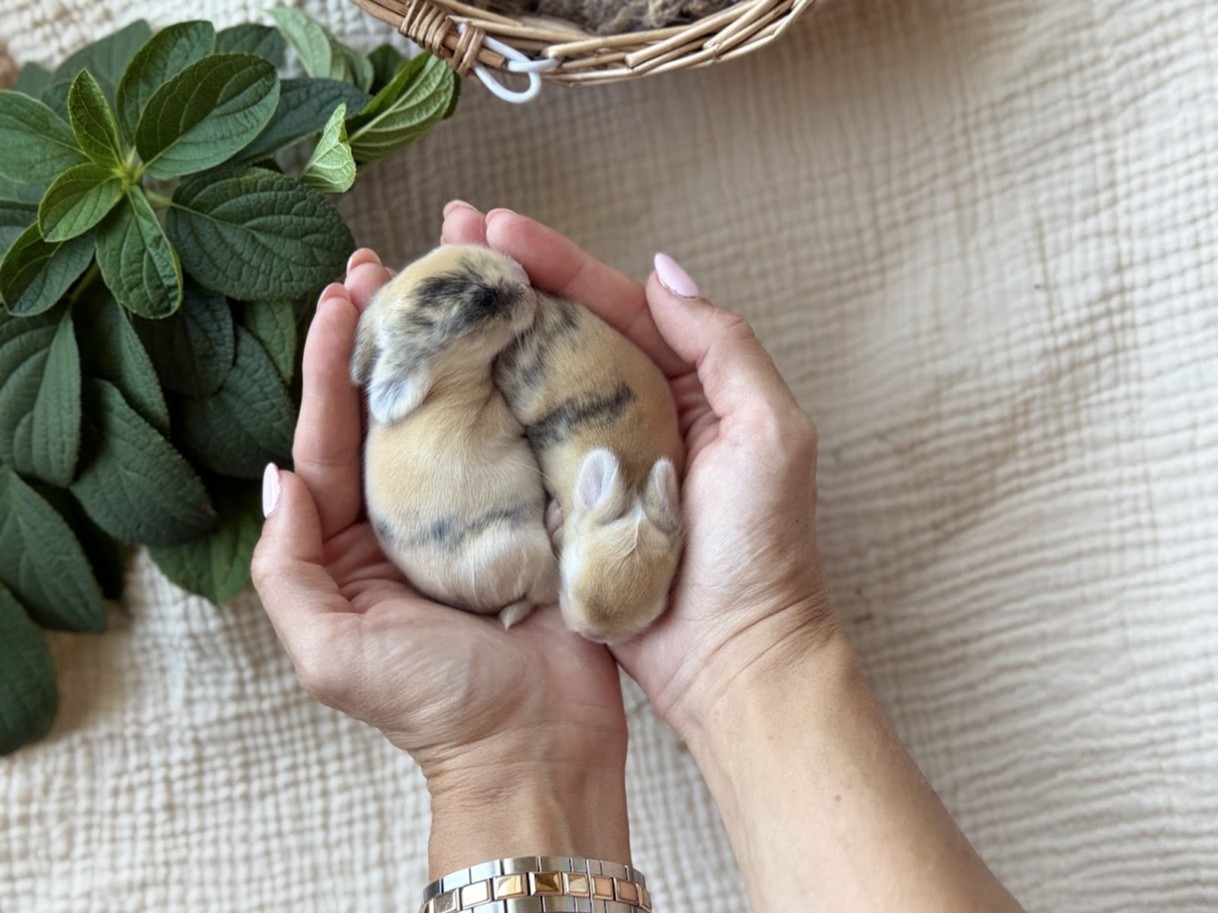 Reserve & Adopt