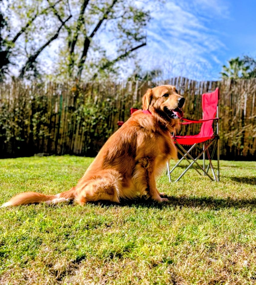 Zuca, Golden Retriever