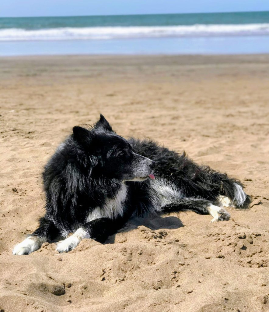 Mimi, Perro Border Collie