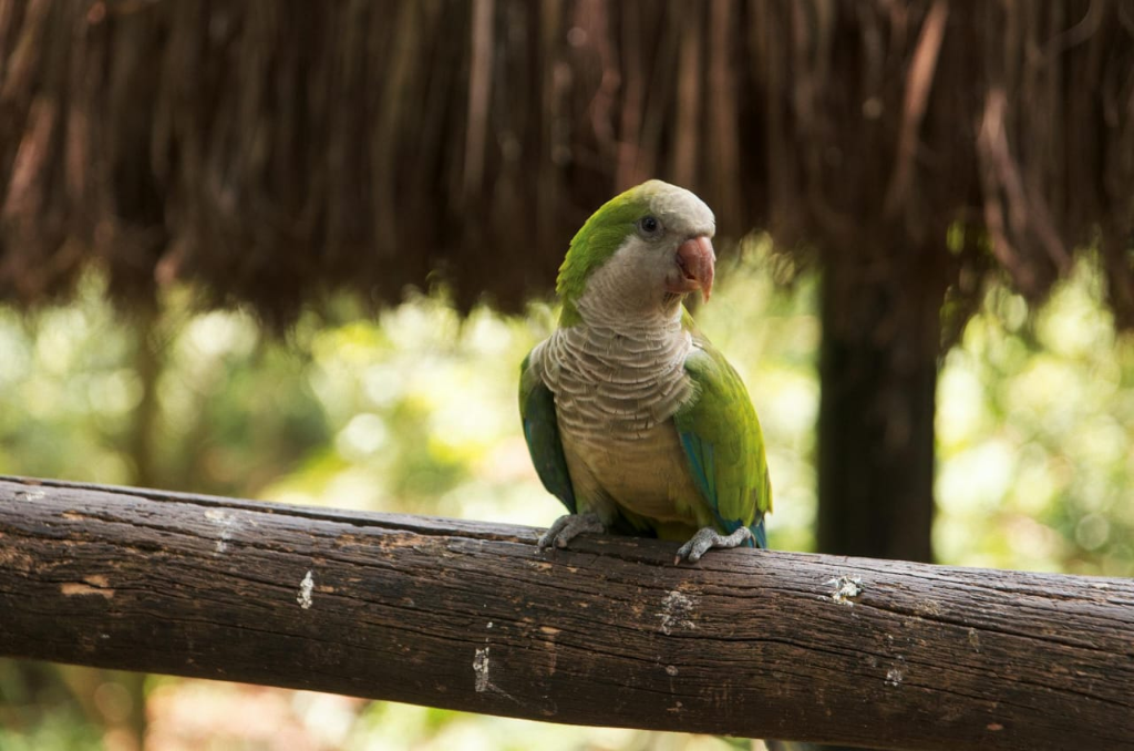 Pipo, Loro Amazónico
