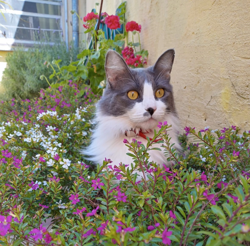 Mora, Gata