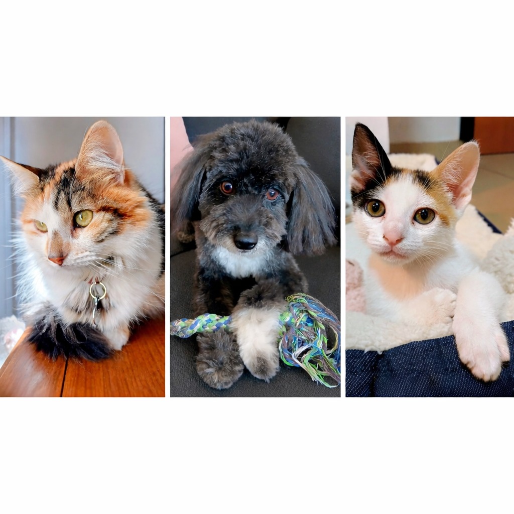 Roco, Luz y Panchi, 3 mascotas