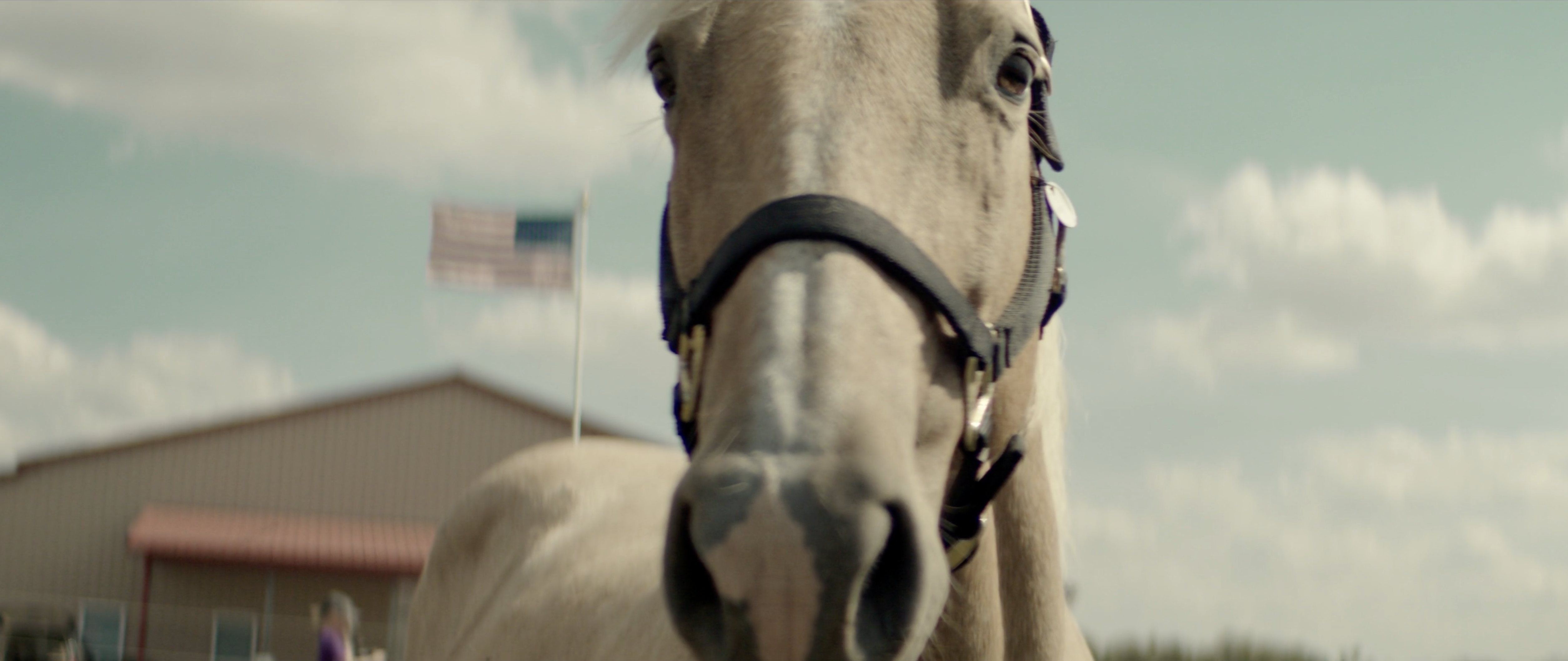A palomino horse close to the camera in front of a barn and flag