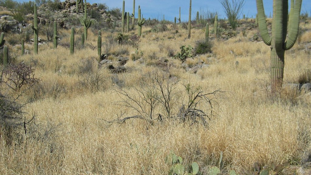 Buffelgrass carpeting a Sonoran Desert hillside with saguaro cacti