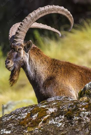 Ethiopian Wildlife