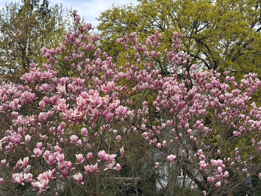 Magnolien Hintergrund