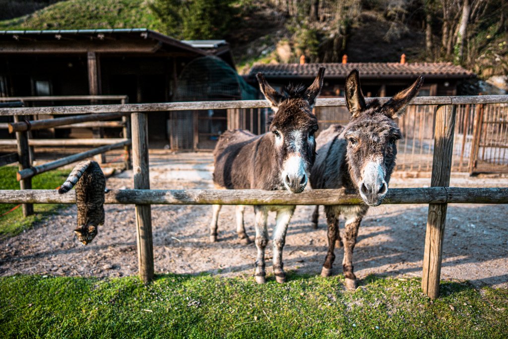 Gli asini dell'agriturismo — simbolo di radicamento e lentezza consapevole