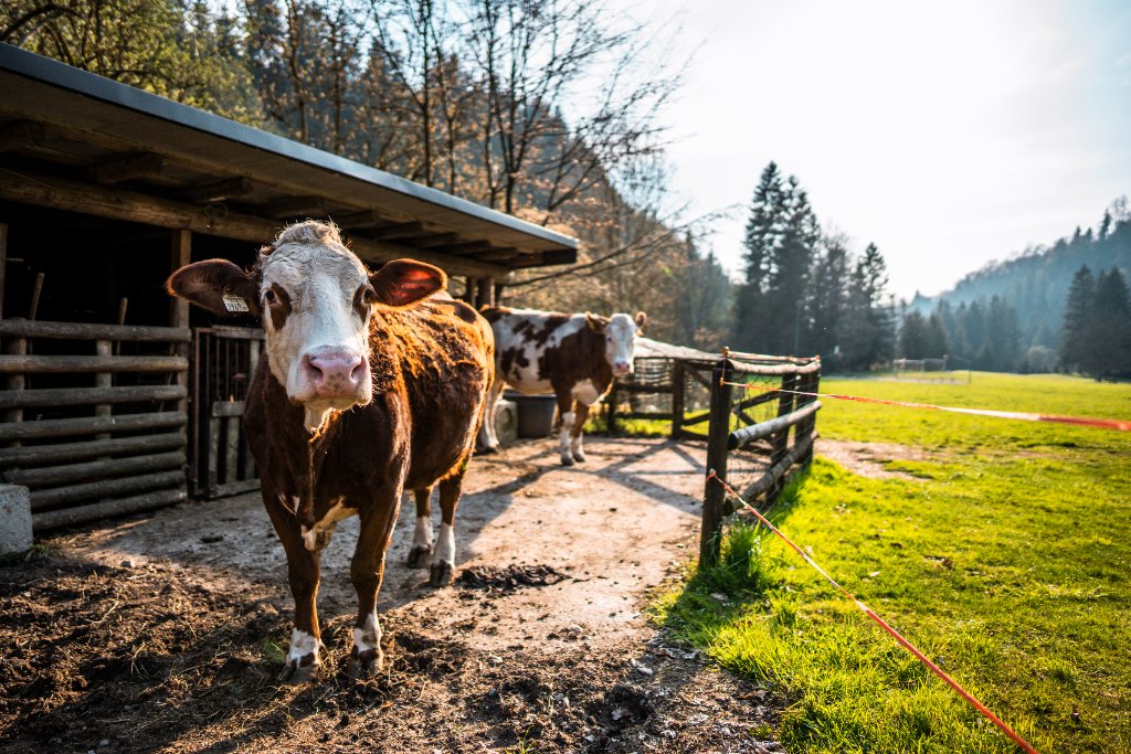 Bestiame all'Agriturismo PratoAlto — Onore
