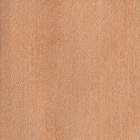 Beech