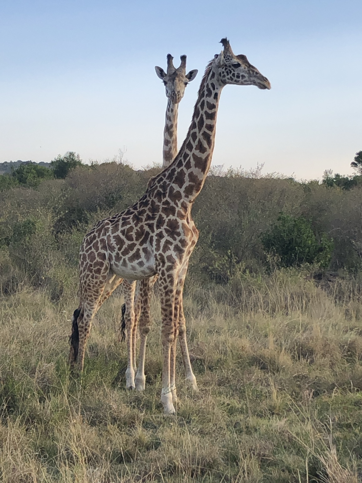 Two giraffes standing in the East African savanna