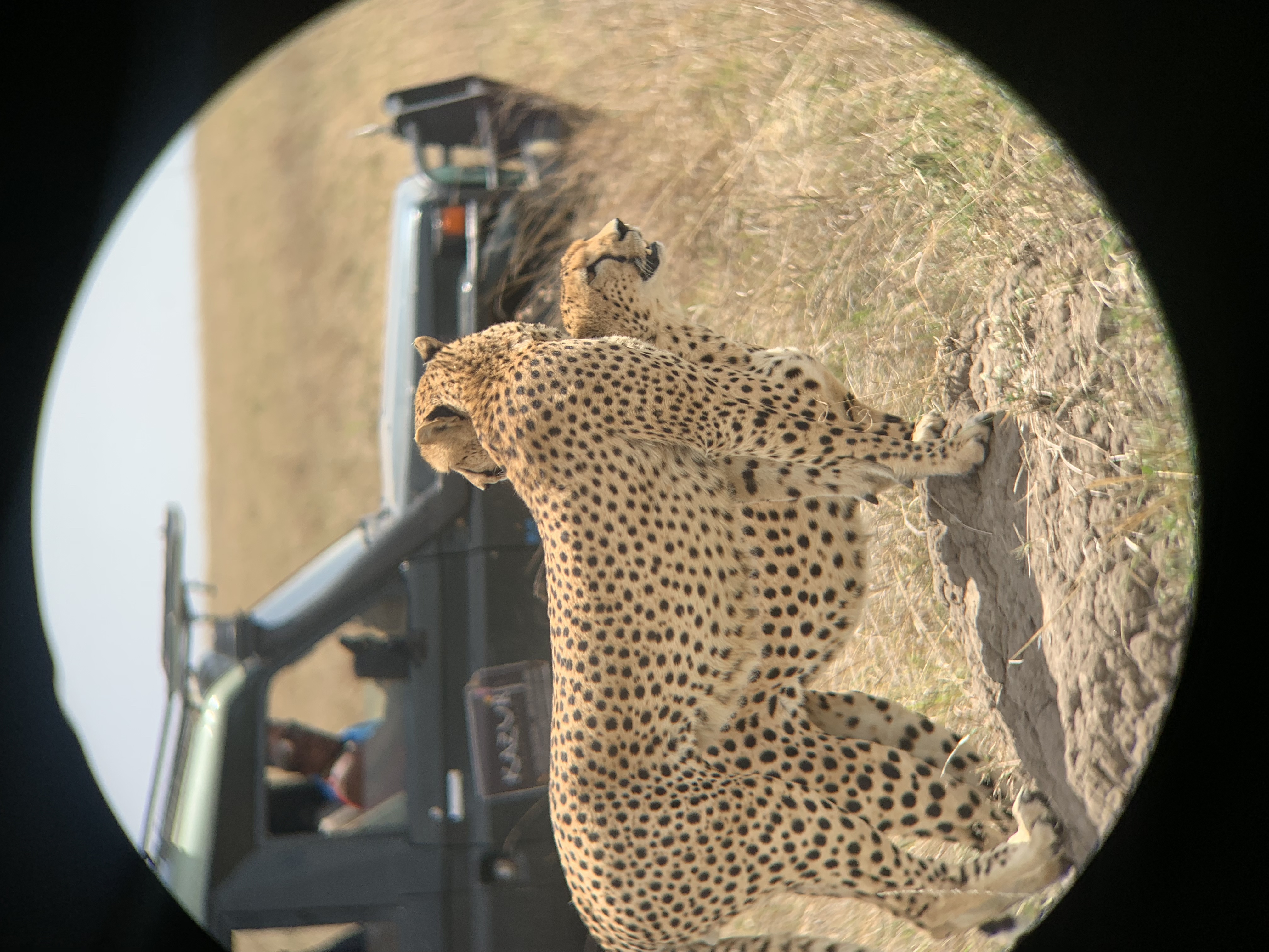 Ngorongoro and the Serengeti