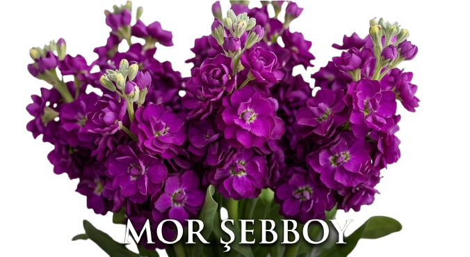 Şebboy