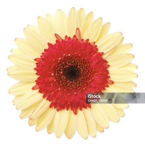 Kırmızı,beyaz Gerbera