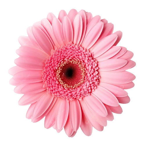 Pembe Gerbera Çiçeği