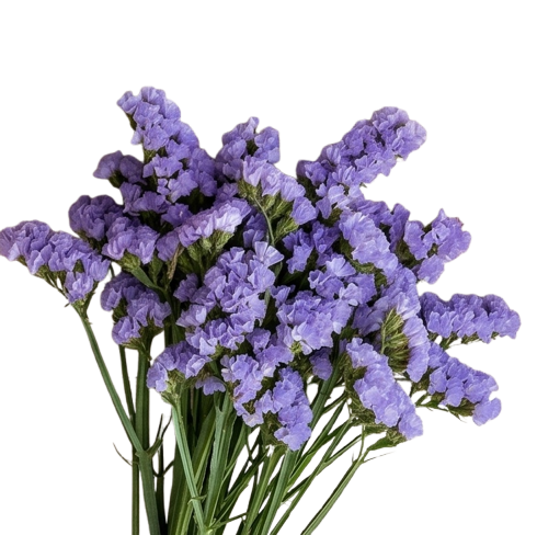Statice
