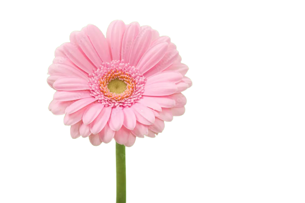 Pembe Gerbera
