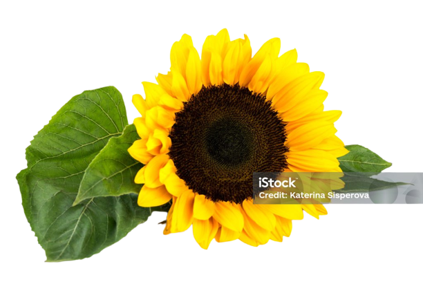 ayçiçeği