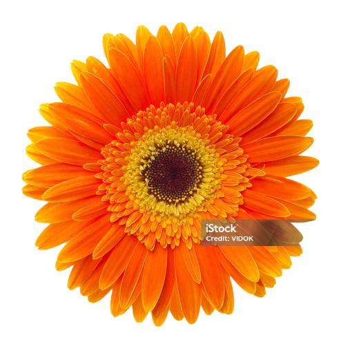 Turuncu Gerbera
