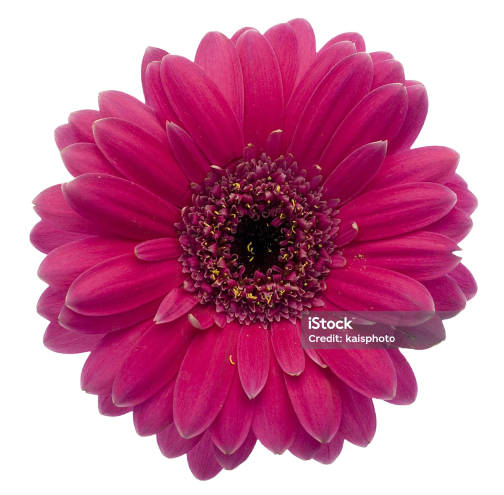 Pembe Gerbera