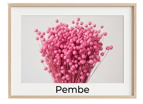 açık pembe keten otu
