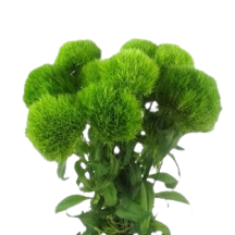 asparagus