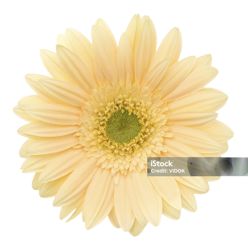 Beyaz Gerbera