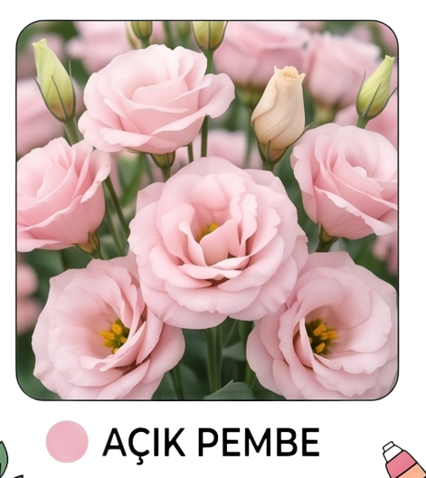 açık pembe lisyantus