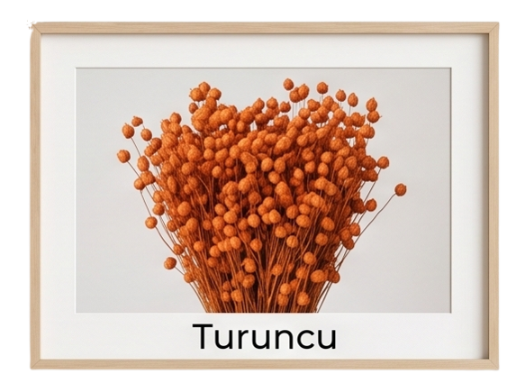 turuncu keten otu