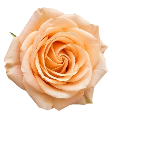 gül