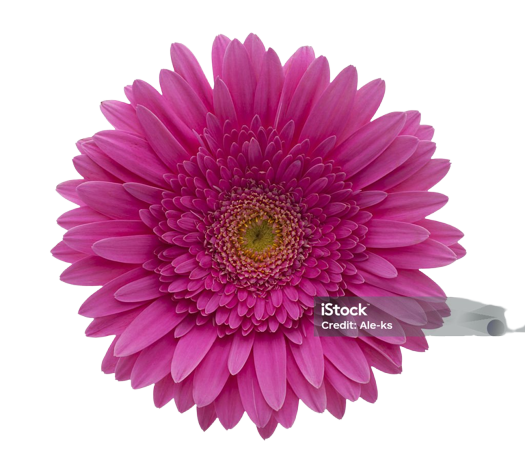 mor Gerbera