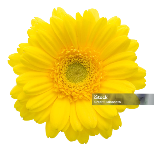 Sarı Gerbera