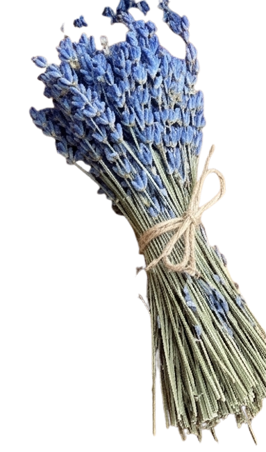 lavanta lila