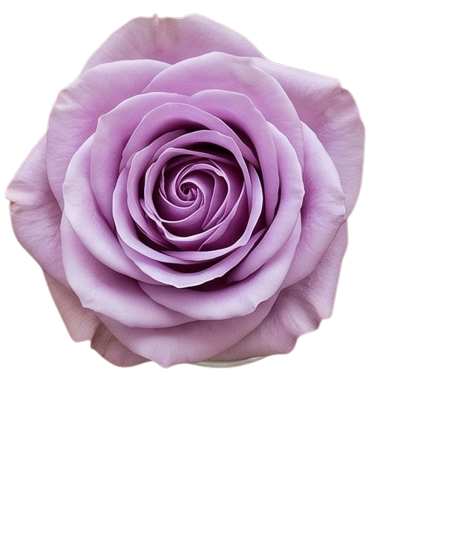 gül