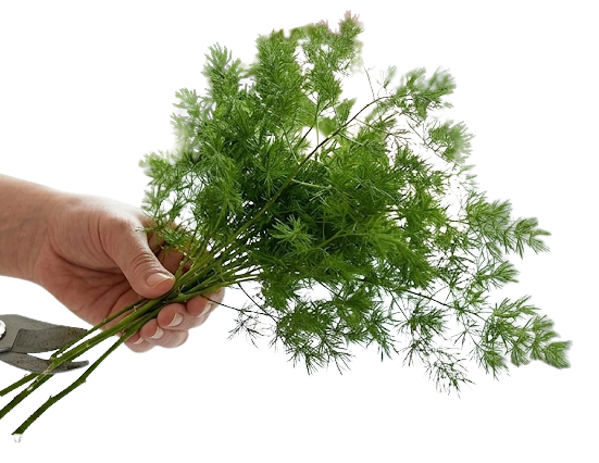 Asparagus