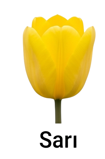 sarı lale