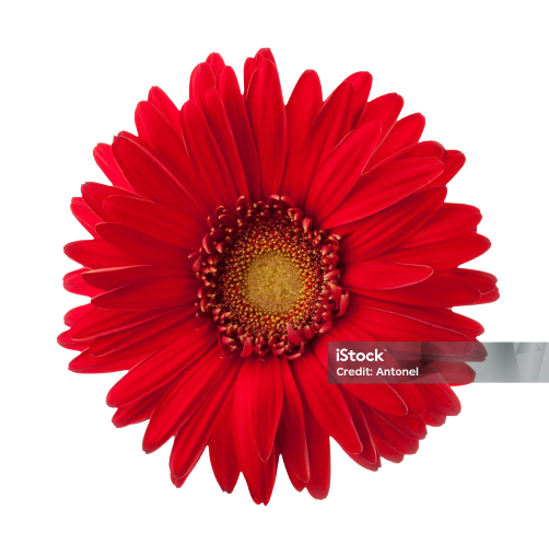 Gerbera