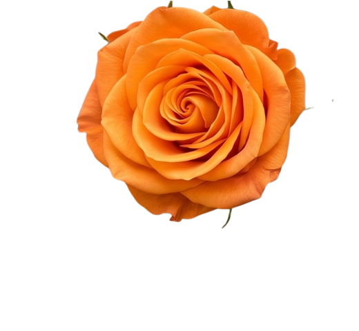 gül