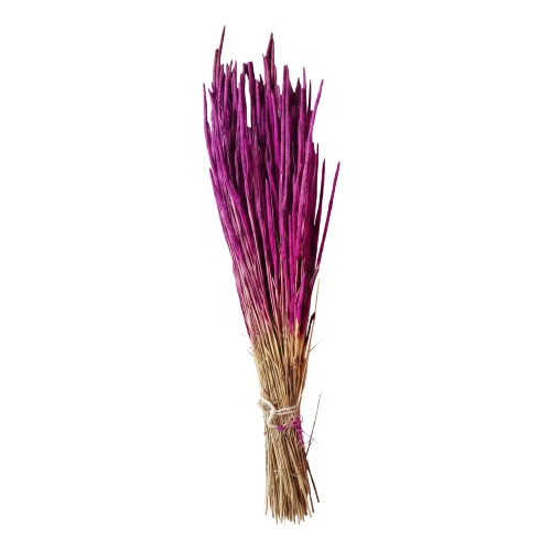 Phalaris otu