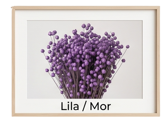 lila keten otu
