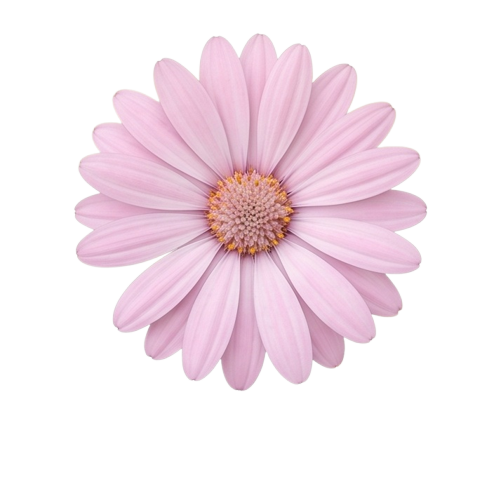 açık pembe papatya