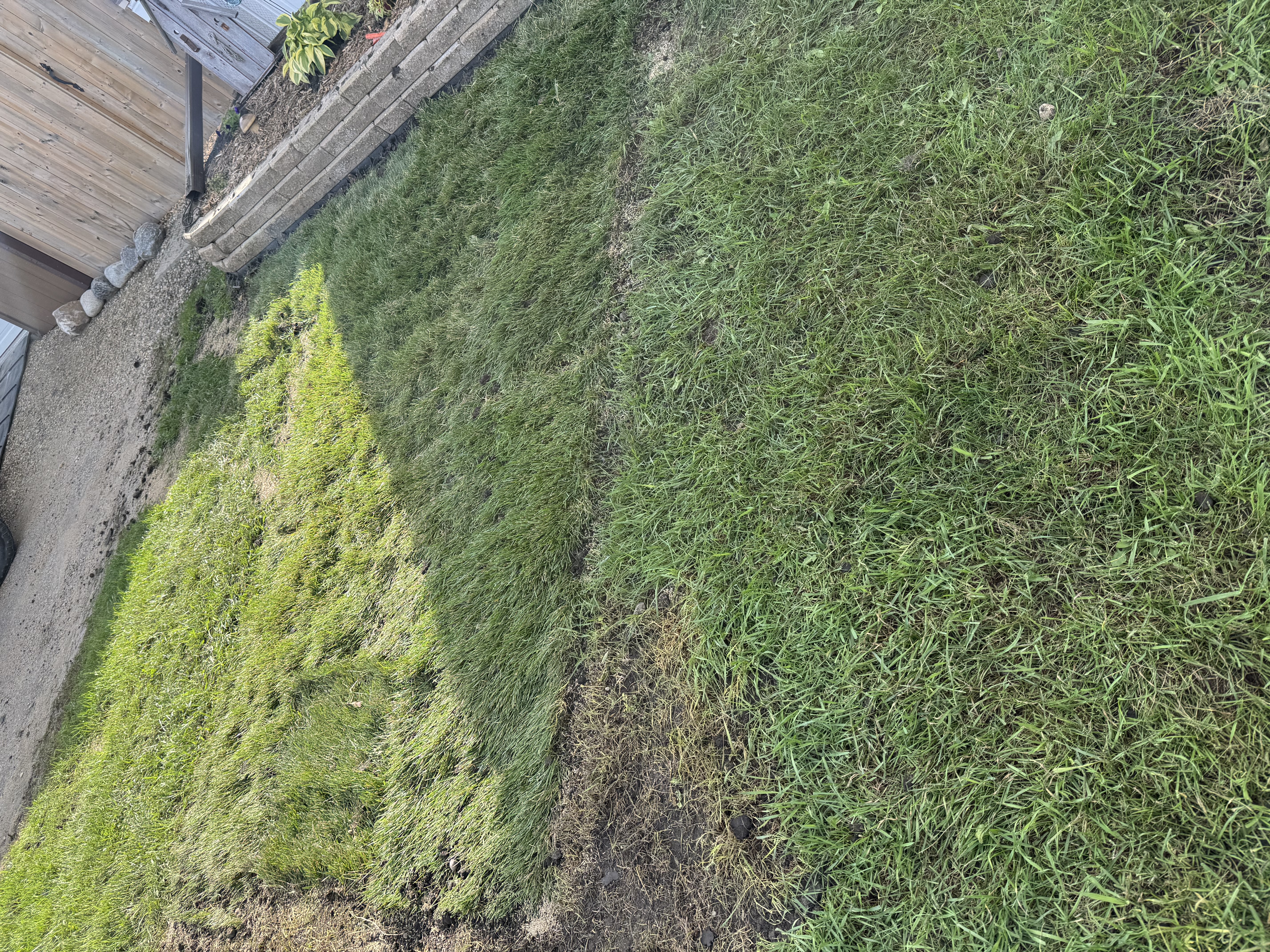 Sod patch repair — Brandon